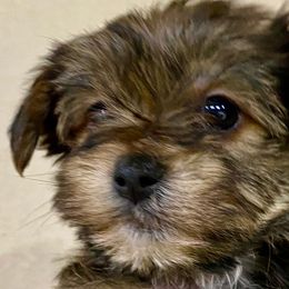 Miniature Australian Shepherds and Yorkshire Terriers from Texas Yorkie, Corgi, Miniature American Shepherd