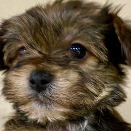 Miniature Australian Shepherds and Yorkshire Terriers from Texas Yorkie, Corgi, Miniature American Shepherd