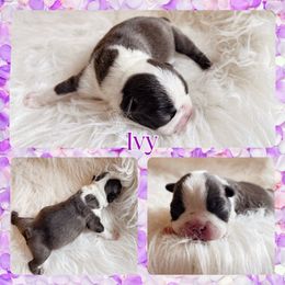 Ivy - Seal and white female Boston Terrier puppy in Billings, Missouri from Azaleas Euro Boxers & Boston Terriers