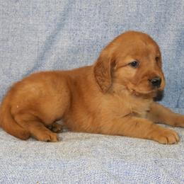Melody - Dark golden female Golden Retriever puppy in New Weston, Ohio from Bertke AKC Golden Retrievers and Bernese Mountain Dogs
