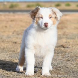 Mattie - Red merle female Miniature American Shepherd puppy in Snyder, Texas from RLA Miniature American Shepherds
