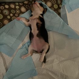 Chihuahua Puppies from Chihuahua Mama