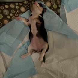 Chihuahua Puppies from Chihuahua Mama