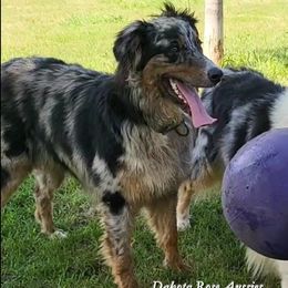 Dragon - Australian Shepherd