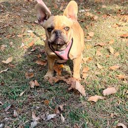 Julie - Fawn female French Bulldog puppy in Millstone Township, New Jersey from Couture_frenchies_and_pomeranian