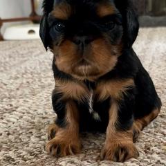 English Toy Spaniel Puppies from Enchanting Merits