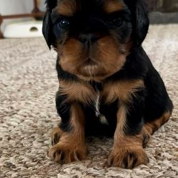 English Toy Spaniel Puppies from Enchanting Merits