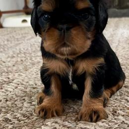 English Toy Spaniel Puppies from Enchanting Merits