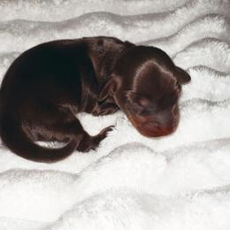 Taro - Chocolate and tan male Dachshund puppy in San Diego, California from Enchantables