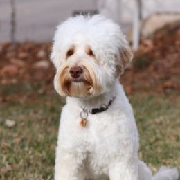 Wilma - Australian Labradoodle