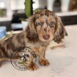 Kova - Dachshund