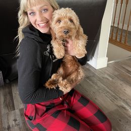 Butter - Goldendoodle