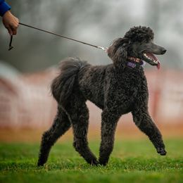 Poodle All Grown Up from Middle Earth Standard Poodles