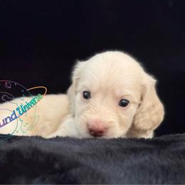 Cosmo - Cream male Dachshund puppy in Peyton, Colorado from Dachshund Universe