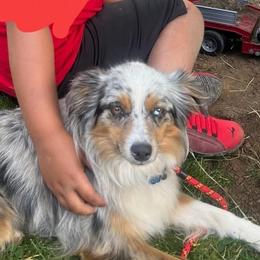 Sage - Miniature American Shepherd