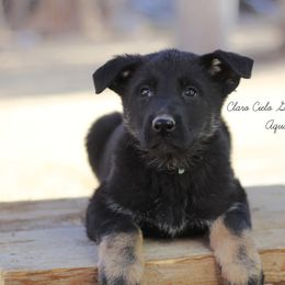 Aqua female - German Shepherd puppy in Raton, New Mexico from Claro Cielo German Shepherds