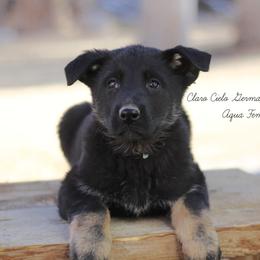 Aqua female - German Shepherd puppy in Raton, New Mexico from Claro Cielo German Shepherds