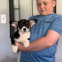 Soufflé - Black and tan female Pembroke Welsh Corgi puppy in Disputanta, Virginia from Silver Myst Acres