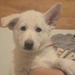 Boy 6 - White male German Shepherd puppy in Tonopah, Nevada from Mercy's White Shepherds