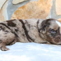 Zero - Red merle male Australian Shepherd puppy in Macon, Georgia from Shaina’s Shepherds