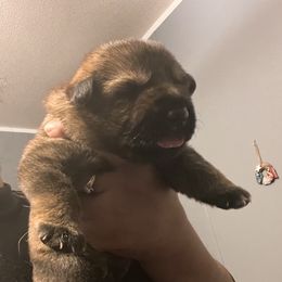 Boy 1 - Sable German Shepherd puppy in Villa Rica, Georgia from Von Wolf GSD’S