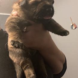 Boy 1 - Sable German Shepherd puppy in Villa Rica, Georgia from Von Wolf GSD’S