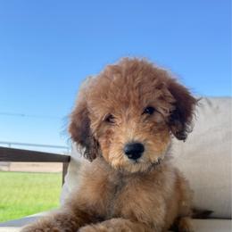 Boy 2 - Red  male Goldendoodle puppy in Valley Farms, Arizona from Gall’s Doodle Ranch