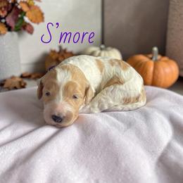 S'more - Parti female Goldendoodle puppy in Polk City, Florida from Golden Creek Doodles