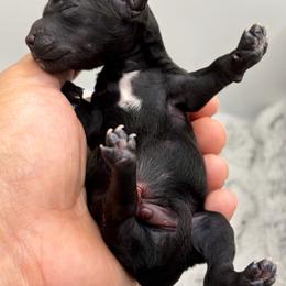 Lixira's Sterling - Black male Poodle puppy in Sumter, South Carolina from Lixira Poodles LLC