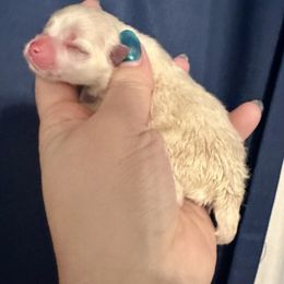 Arthur - White male Pomeranian puppy in Springfield, Missouri from Hope Mountain Pomeranians