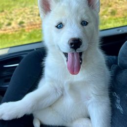 Siberian Husky Puppies from Davis Family Siberian Huskies
