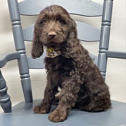Sadie - Liver and white female Springerdoodle puppy in Lisbon, Ohio from Willow Lane Doodles