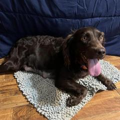 Sami - Boykin Spaniel