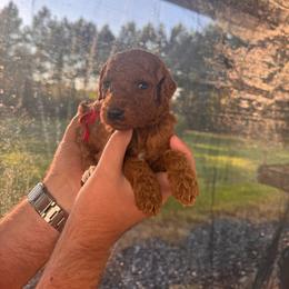 Rocket - Red  male Poodle puppy in Osyka, Mississippi from Southern Sunshine Standards