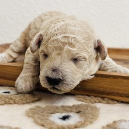 Cavapoo, Cockapoo, Goldendoodle, and Maltipoo Puppies from Perdue Puppies