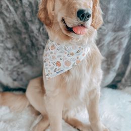 Goldendoodle and Golden Retriever All Grown Up from Sweet Magnolia Doodles