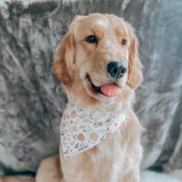 Goldendoodle and Golden Retriever All Grown Up from Sweet Magnolia Doodles