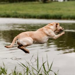Labrador Retriever puppies from Fritz Pointing Labs