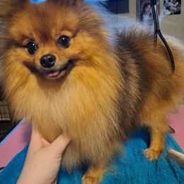 Skag - Orange sable male Pomeranian puppy in Mountain Home, Arkansas from Hilltop Shih Tzu and Pomeranians