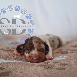 Liberty - Dapple male Dachshund puppy in Ocala, Florida from Seaside Dachshunds