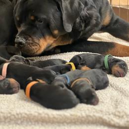 Girl 3 - Black and mahogany female Rottweiler puppy in Gulf Breeze, Florida from Von Ratermann Rottweilers
