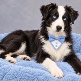 Black and white - Black & white male Miniature Australian Shepherd puppy in Florida from All Champions Mini Aussies & ABW Great Danes
