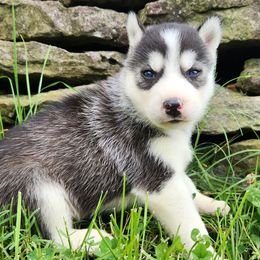 Boy 2 - Black and white male Siberian Husky puppy in Jonesboro, Arkansas from L & A Animal House Siberian Huskies