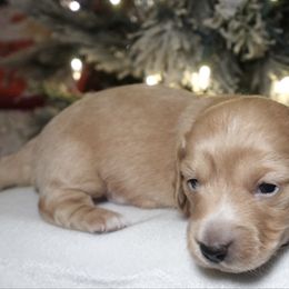 Sally - Cream female Dachshund puppy in Texarkana, Texas from Millys Pups
