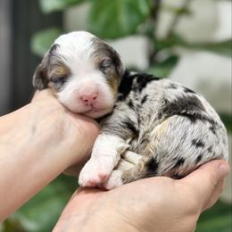 Ralph - Blue merle male Bernedoodle puppy in Spokane, Washington from Lilac City Doodles