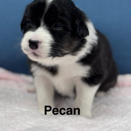 Pecan - Black tri-color female Australian Shepherd puppy in Wrightstown, New Jersey from Hartzland Farm Australian Shepherds