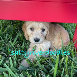 Goldendoodle Puppies from Salty River Doodles