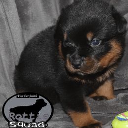 Boy 1 - Black and mahogany male Rottweiler puppy in Shepherdsville, Kentucky from Rottie Squad Kennel