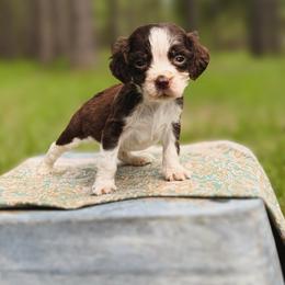 Crunch - Liver and white male English Springer Spaniel puppy in Uvalda, Georgia from Willow Creek Farms