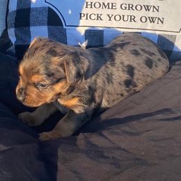 Chihuahuas and Yorkshire Terriers from CoolMissLLC